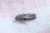 Blastobasis glandulella