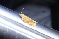 Adoxophyes orana