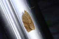 Adoxophyes orana