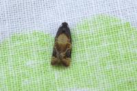 Ditula angustiorana
