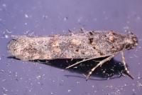 Teleiopsis diffinis