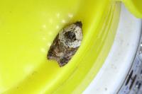 Acleris variegana