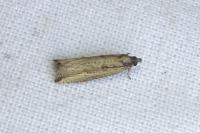 Bactra