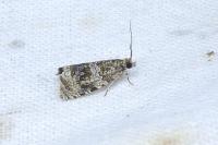 Celypha lacunana