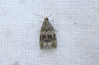 Celypha lacunana