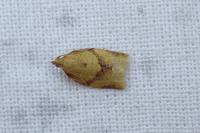 Clepsis consimilana