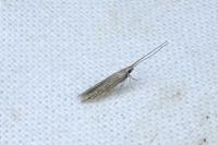 Coleophora