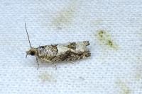 Crocidosema plebejana