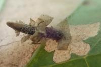 Coleophora ahenella
