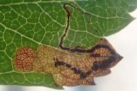 Stigmella hybnerella