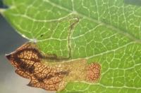 Stigmella hybnerella