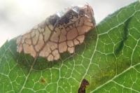 Phyllonorycter oxyacanthae