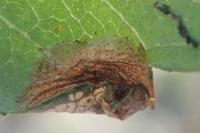 Phyllonorycter oxyacanthae