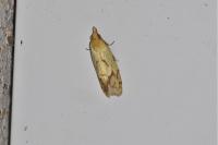 Agapeta hamana