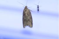 Cnephasia