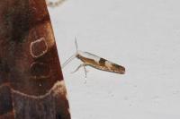 Argyresthia pruniella