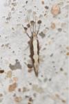 Plutella xylostella