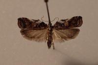 Acleris cristana