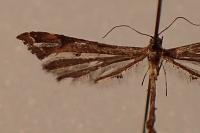Amblyptilia acanthadactyla