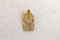 Clepsis consimilana
