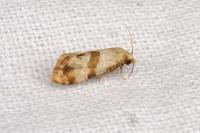Phalonidia contractana