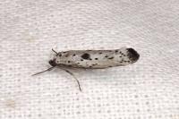 Yponomeuta plumbella
