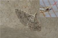 Alucita zonodactyla