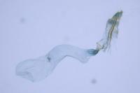 Alucita zonodactyla