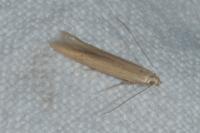 Batrachedra parvulipunctella