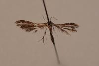 Capperia fusca