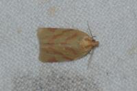 Clepsis pallidana