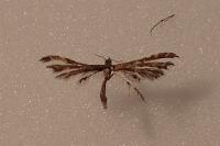 Capperia fusca