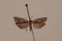 Eucosma gr. cana