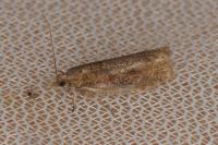 Epinotia sordidana