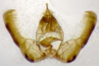 Epinotia sordidana