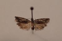 Epinotia nisella