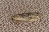 Eucosma cana