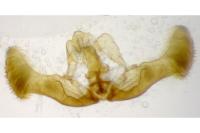 Eucosma cana