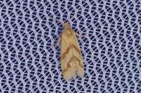 Aethes francillana