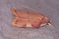 Carcina quercana