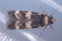 Oegoconia uralskella uralskella