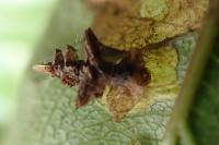 Coleophora ahenella