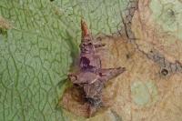 Coleophora ahenella