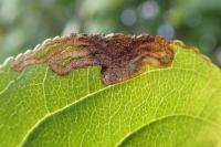 Stigmella catharticella