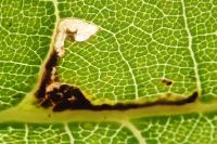 Bucculatrix ulmella