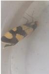 Lampronia rupella
