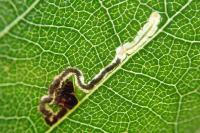 Stigmella luteella