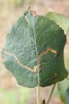 Stigmella betulicola