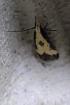 Brachmia dimidiella