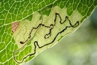 Stigmella desperatella